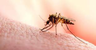 Dang humması vakaları gittikçe artıyor - Resim: 2